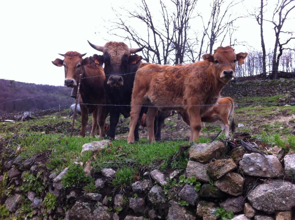 Casa Rural Sierra De Tormantos Гихо-де-Санта-Барбара Экстерьер фото